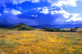 Valley of Wildflowers