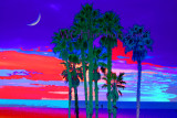 Psychedelic Palms