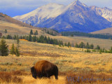 Yellowstone Bison