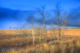 Aspen Fog Bank