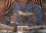 Zebra Linear