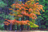 Autumn Foliage