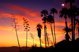 Palisades Palms