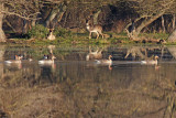 Greylag Geese and Fallow Deer