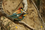 Bee-eaters pairing
