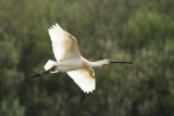 Spoonbill