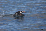 Puffin - Pulcinella di mare