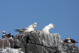 Fulmars and Puffins
