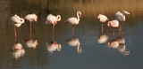 Fenicotteri -Flamingos