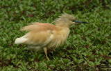 Squacco Heron