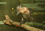 Squacco Heron scraping