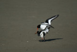 Oystercatchers pairing