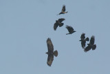 Common Buzzard ( Carrion Crows mobbing )