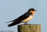 Barn Swallow, juvenile (ssp. erythrogaster)