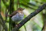 Swainsons Thrush