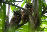 Tropical Screech-Owls