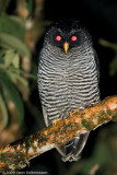 Ciccaba sp. (San Isidro Owl)