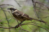 Mimidae (mockingbirds & thrashers)