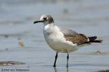 Franklins Gull, first-winter (1cy)