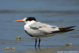 Elegant Tern, nonbreeding plumage