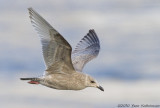 Thayers Gull, first-winter (1cy)