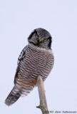 Northern Hawk Owl, ssp. caparoch