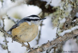 Sittidae (nuthatches)