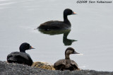 Common Scoter, two drakes and a female