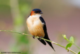 Hirundinidae (swallows)