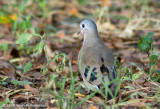 Emerald-spotted Wood-Dove