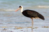 Woolly-necked Stork, adult