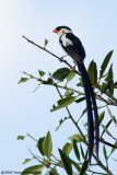 Viduidae (indigobirds)