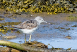 Common Greenshank