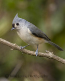 titmouse d3.jpg