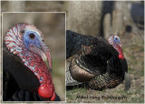 _DSC01324832300mm wild tom turkey.jpg