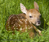 _61_baby deer.jpg