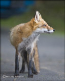 Red Fox_3762.jpg
