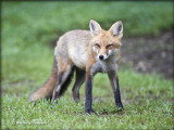red fox _3649.jpg