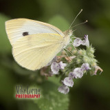 cabage Butterfly_04687.jpg