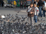 Pigeons on Market Square