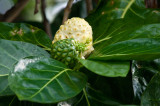 noni