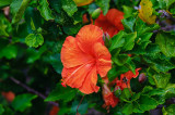 orange hibiscus