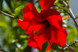 hibiscus rosa-sinensis