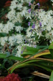 Garden flowers