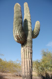 Mighty saguaro