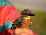 Kungsfiskare<br> Common Kingfisher<br> Alcedo atthis	