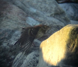 Hedpiplrka<br> Buff-bellied Pipit<br> Anthus rubescens	