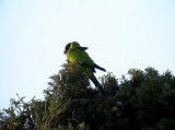 Nanday Parakeet<br> Nandayus nenday