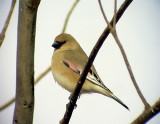 kenfink<br> Desert Finch<br> Rhodospiza obsoleta