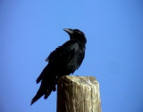 Kortstjrtad korp<br> Fan-tailed Raven<br> Corvus rhipdurus